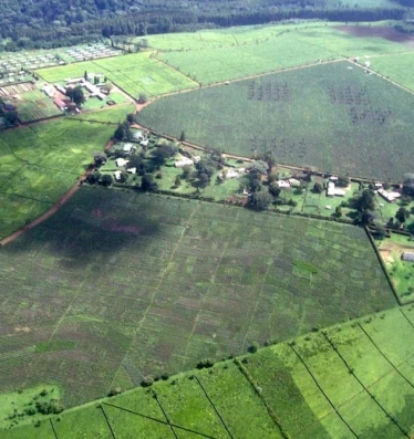 agriculture